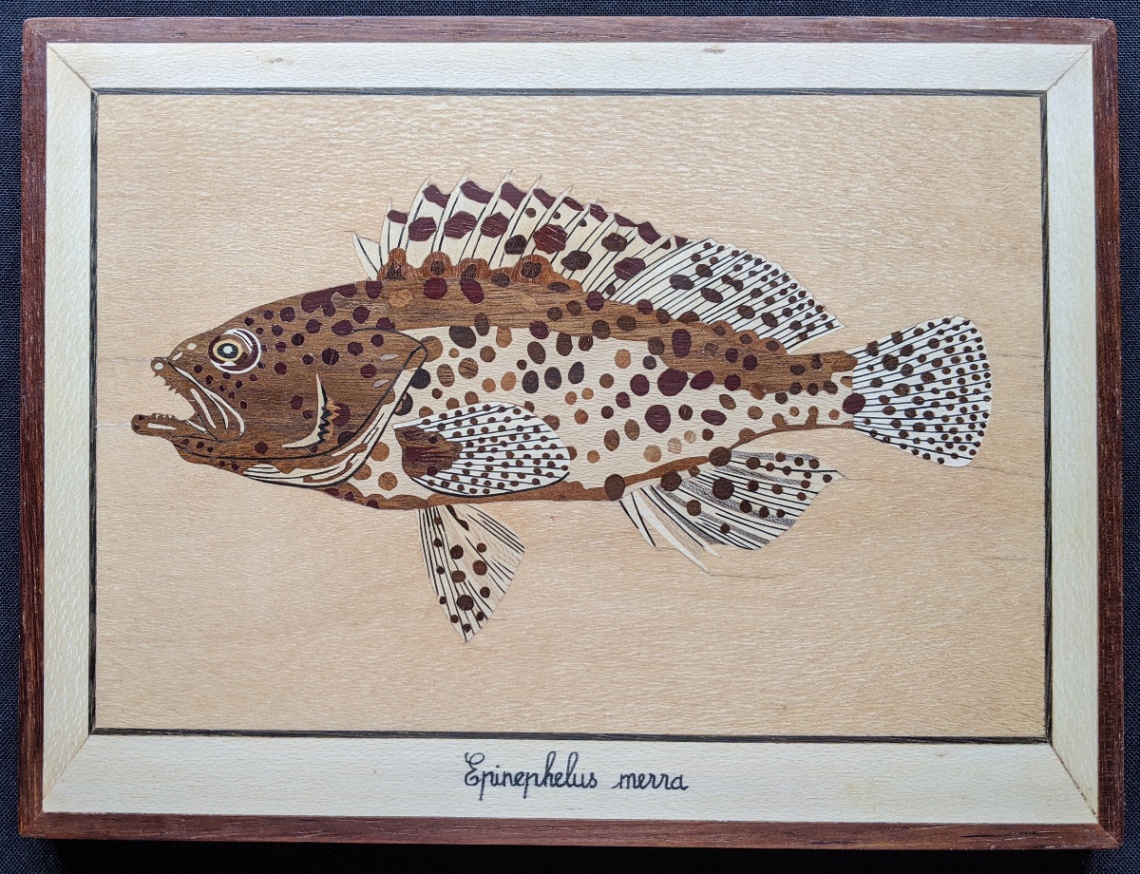 Poisson - Epirephelus merra