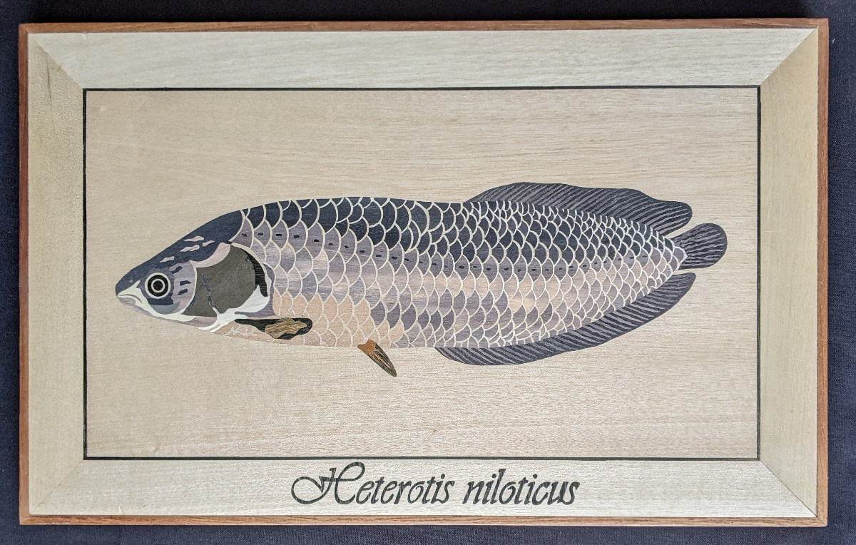 Poisson - Heterotis niloticus