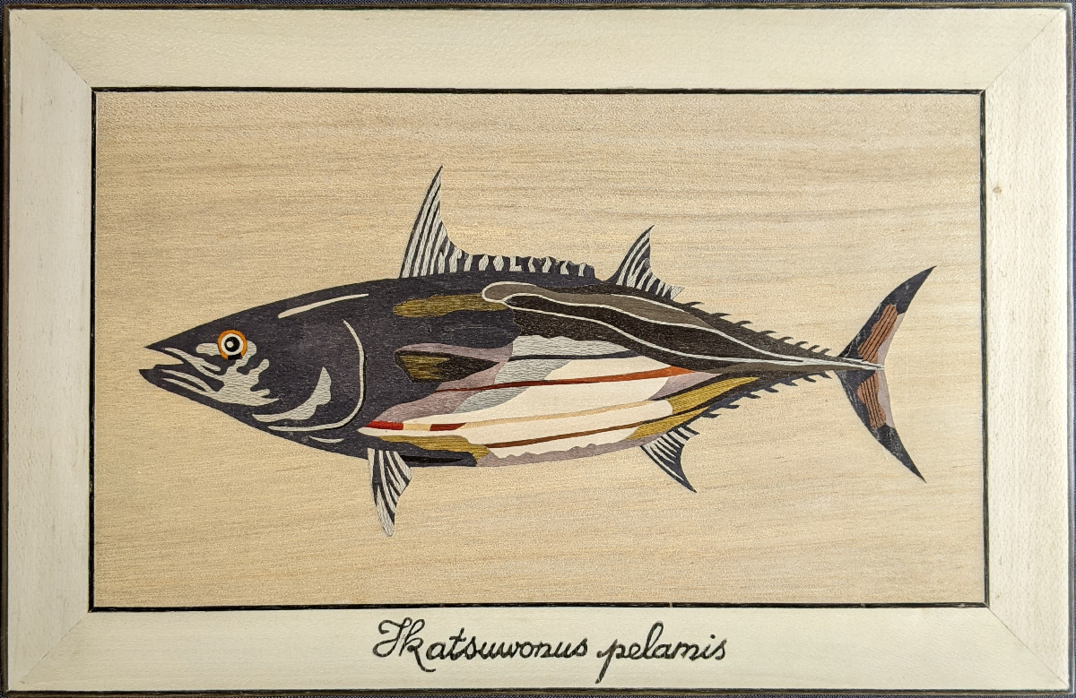 Poisson - Ikatsuwonus pelanis