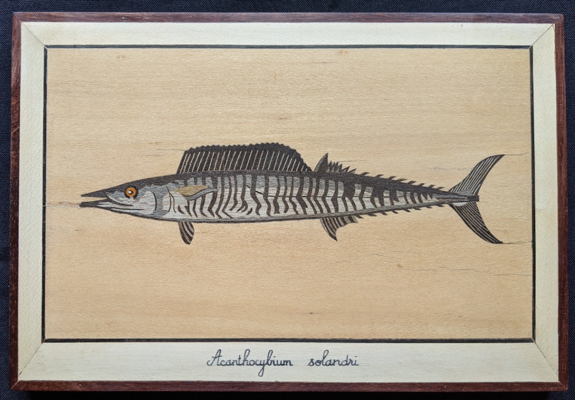 Poisson - Acanthocybium solandri