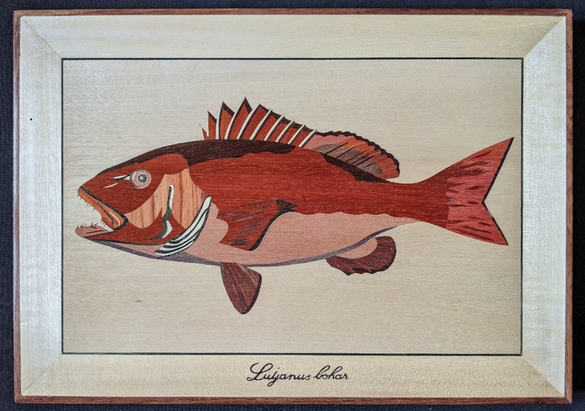 Poisson - Lutjanus bohar